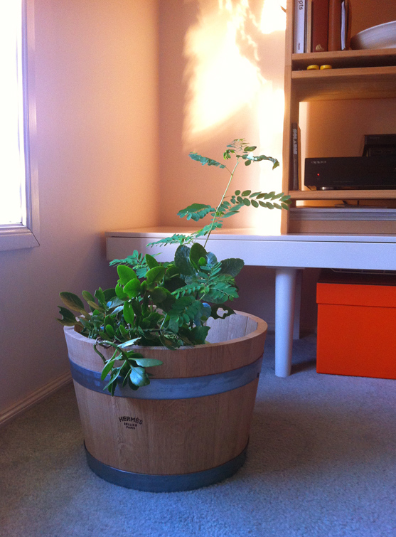 PLANTER