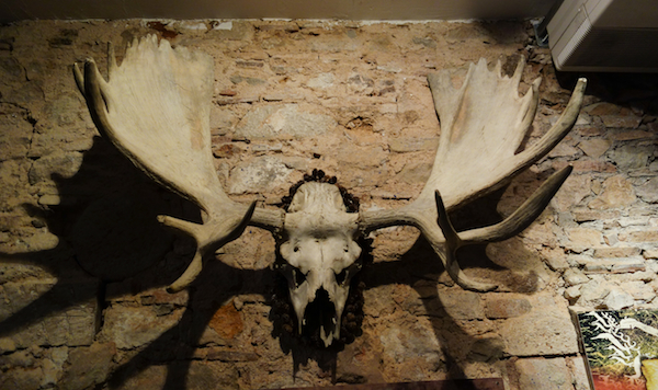 Mammoth Deer